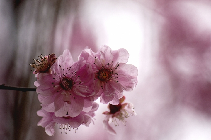 Tenui spiragli di primavera di loredana_dpl