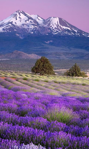 live wallpaper lavender