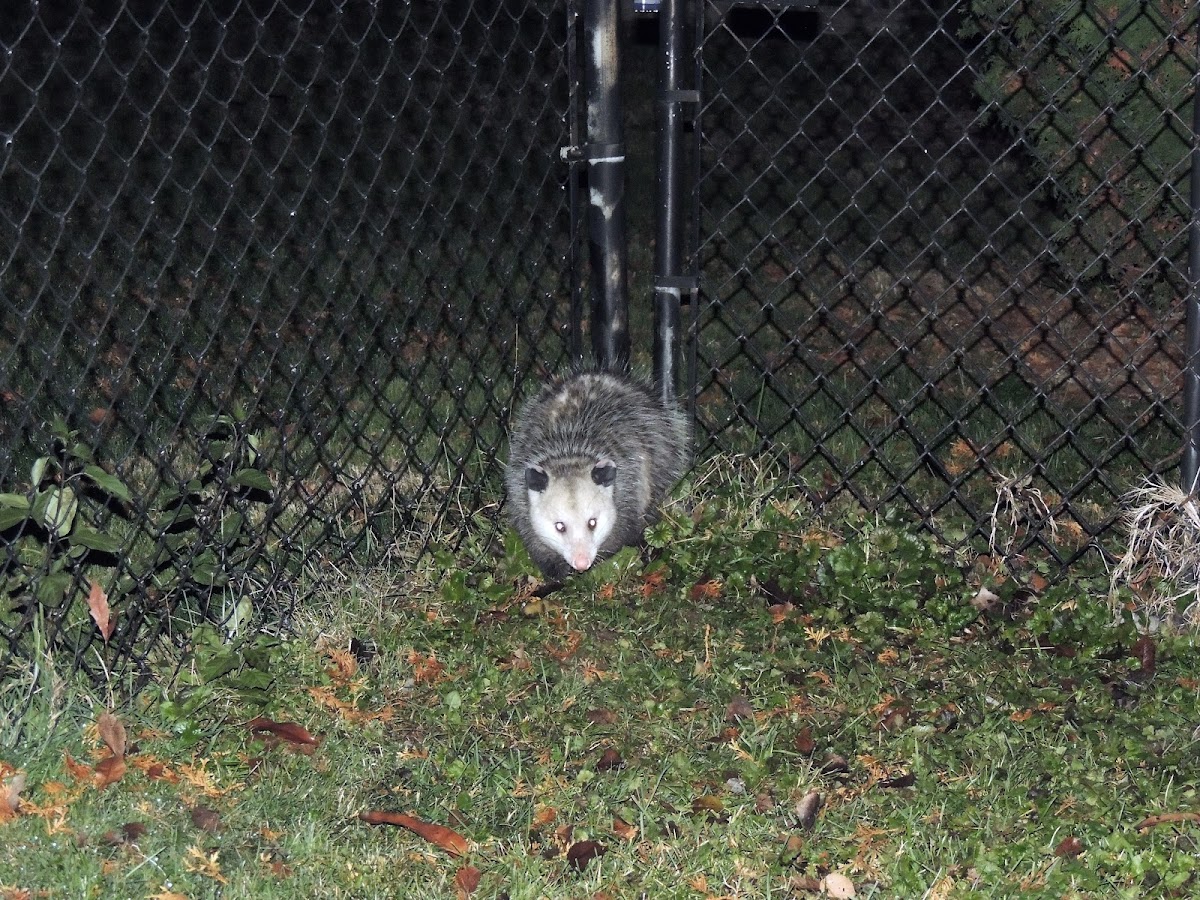 Virginia Opossum