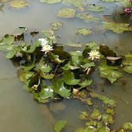 莫內的花園