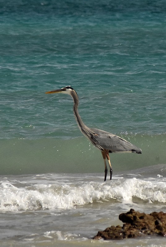 Great Blue Heron