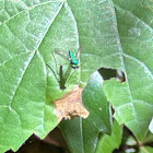 Long-legged Fly