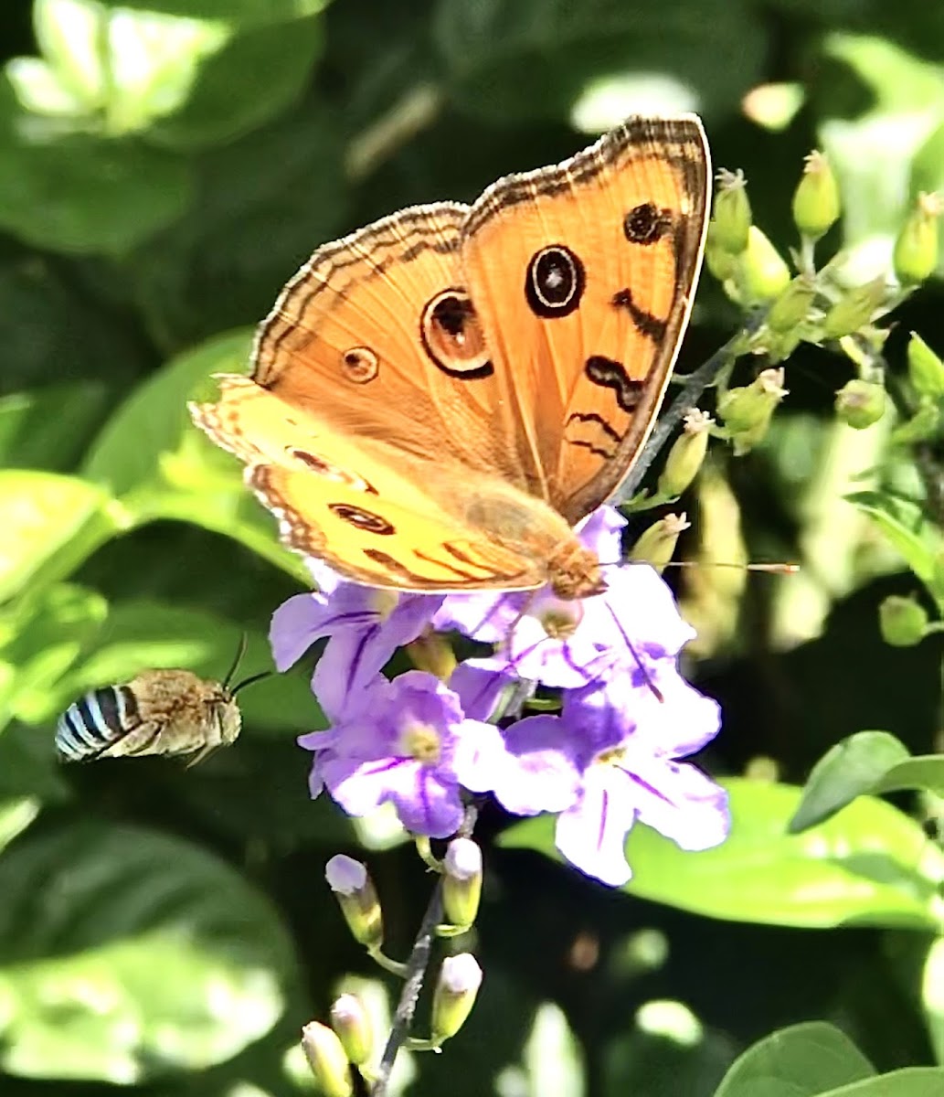 Peacock pansy with Blue-banded bee