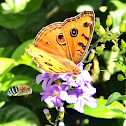 Peacock pansy with Blue-banded bee