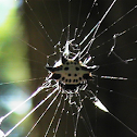 Spinybacked Orbweaver