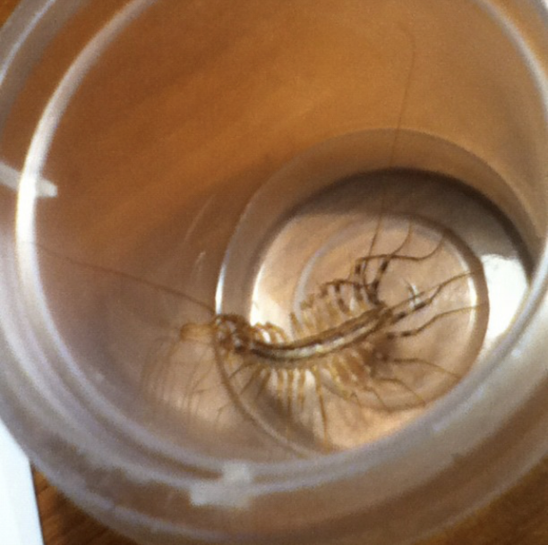 house centipede