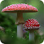 Mushroom Wallpaper HD Custom New Tab