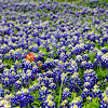 Texas bluebonnets