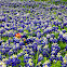 Texas bluebonnets