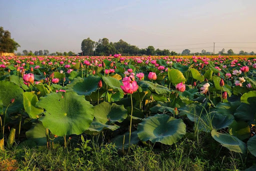 Cả đầm sen mênh mông gọi hè về.