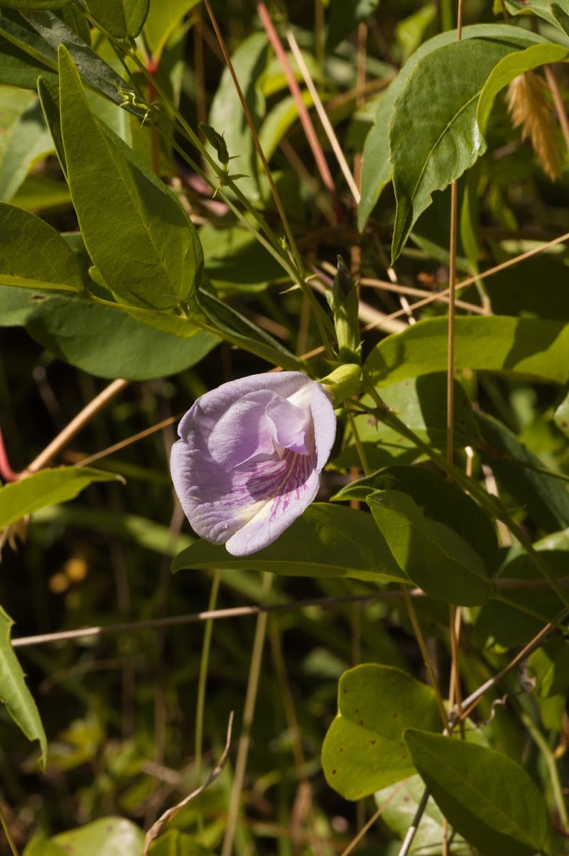 Butterfly Pea