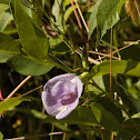 Butterfly Pea