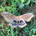 Polyphemus Moth