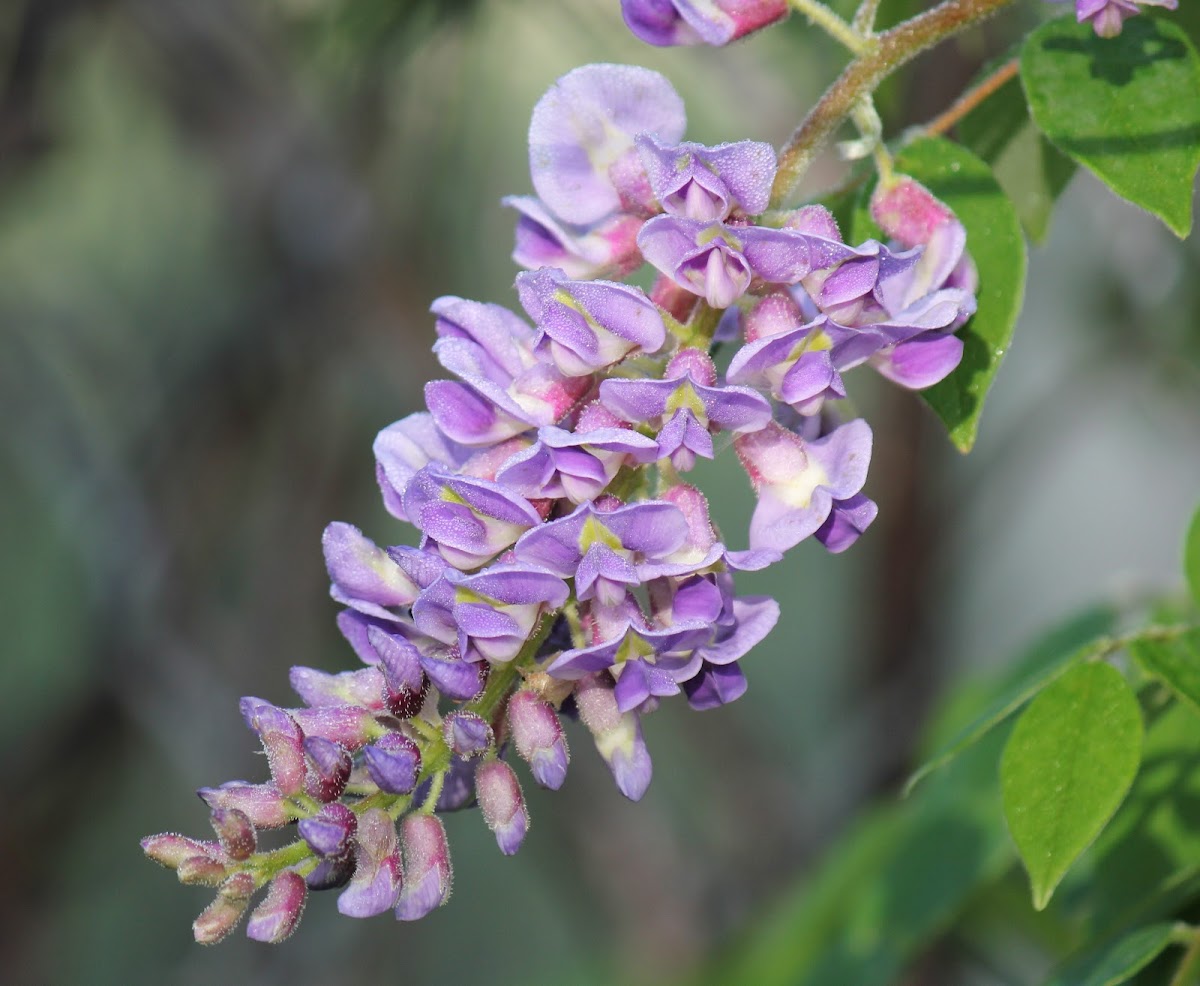 Wisteria