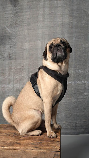 Pug Dog Wallpapers