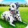 Dalmatian Wallpaper HD Custom New Tab