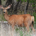 Rocky Mountain mule deer