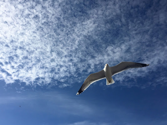 Conquistatore del cielo e del mare di monica.maltese