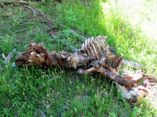 Elk carcass with antlers removed