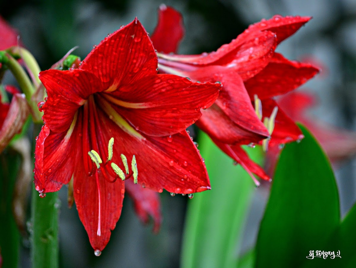 EASTER LILY