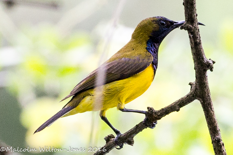 Olive-backed Sunbird