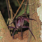 Purple tree crab