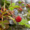 Himalayan strawberry