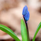 Siberian Squill