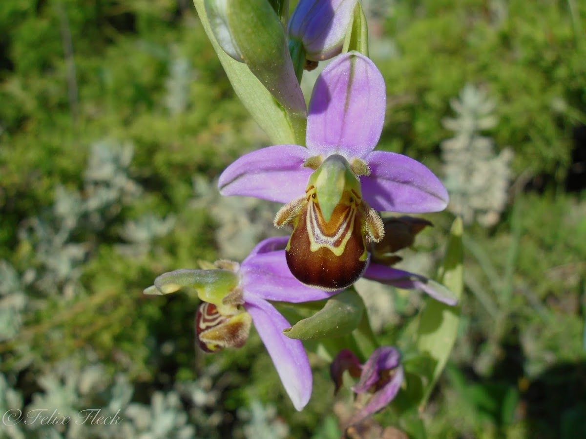 Bee Orchid