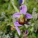 Bee Orchid