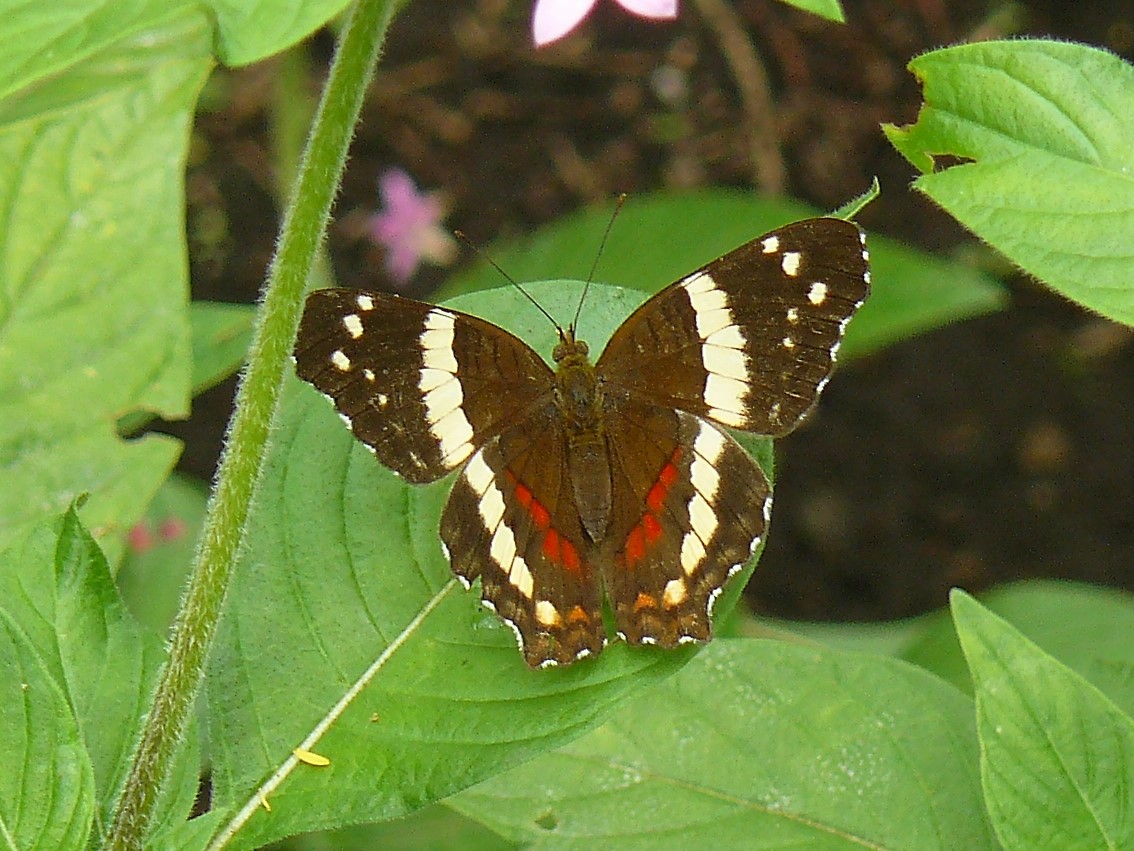 Banded peacock