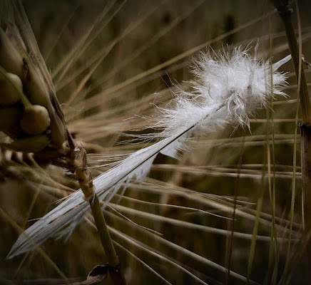 Piuma nel campo di grano di Marilu2019