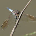 Blue Skimmer (male)