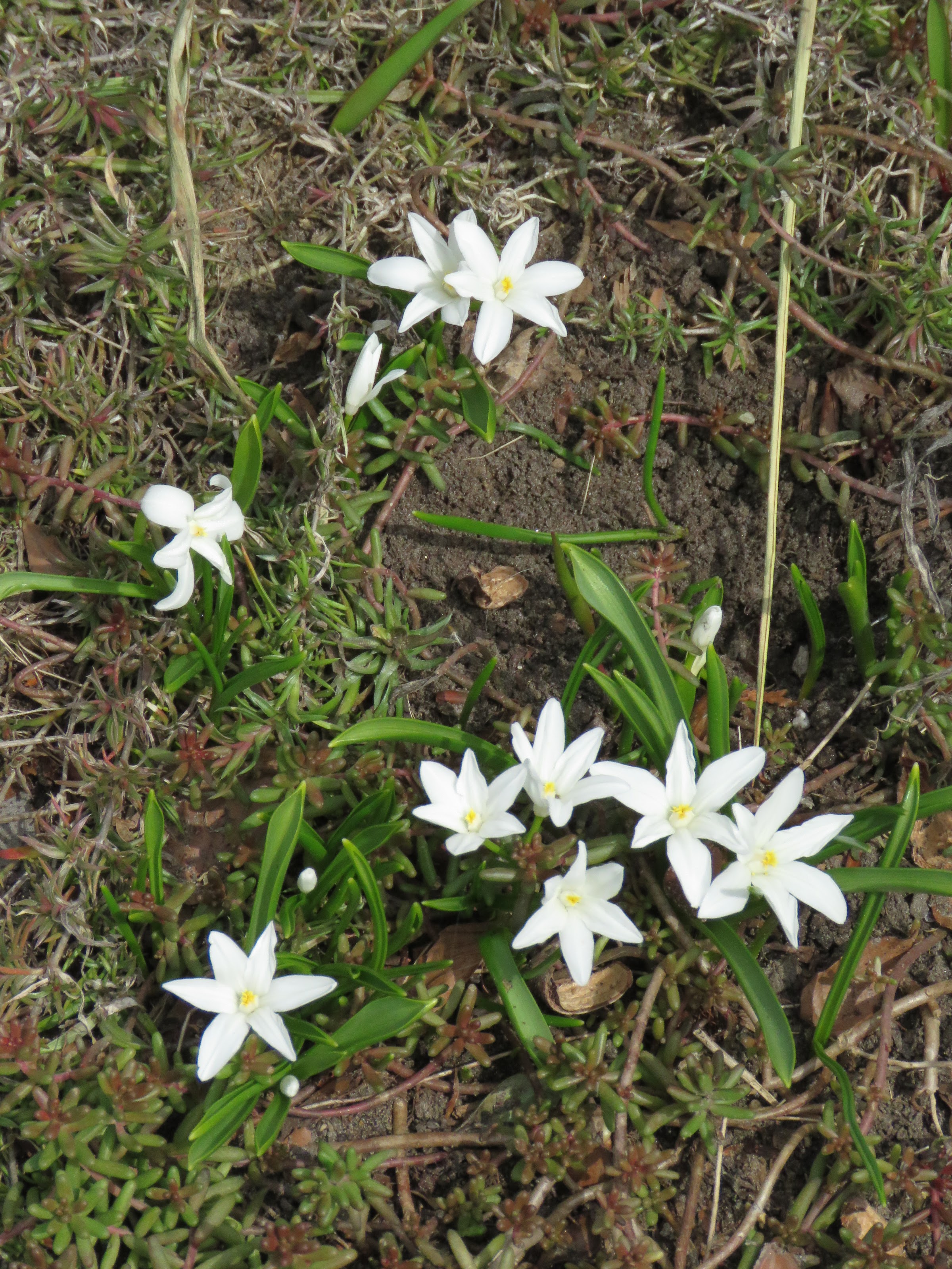 Pendant ce temps, dans le jardin de grigri... - Page 6 L5tQedZwqJaThjru0JLq_wlkdzRTdbfBKPM1zB8Y_m236WIpQOu9gQ0bbZD76WVq6BbvwmkKhpQ-Poos5o2Hck65i8pSHq-Db5Kp8HUlZkg0cqzihKqjv4Vt0qv-pi2O_RSr1frnK9I=w2400