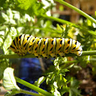 eastern black swallowtail