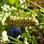 eastern black swallowtail