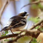 White-browed Sparrow-Weaver