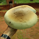 mushroom