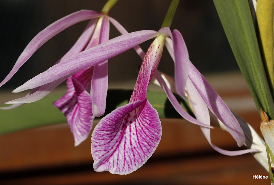 Brassocattleya Morning Glory (B. nodosa x C. purpurata) - Page 2 L6DfMmy-SYqnvK0s6pr1yWiBOVgL0kTizwO_WuKkxuJWaqcj9D43GueTMK3yGUViZEKYD6lU1McvDVXYFHdcyjFbPXBhF76gfzdfNfSHiRowUxWDLMfqGPWoa-5GYPeiP7iw02smiaLhQJxoVuHngi0LwX49g58JiFq5NlB6QflD_eezm07NLKgYmvf7FA6p0j6tED5M5JCUK9QjO_u9U2SklZA664XvhllSIJuzzGwPxzk4HlWqsA3JLf4O27qofsC-W_25f9XxZsztWy6dCSvmIWcfrBZ0VqODks-lU_1K-VUZpNzz-JAnDYm9wiA5GNGpLOyHLVvOM_G85y5lSwEopsyhzCUGXOSne4ySWhbM6tHdPIBHE_uUILCjTlZGLlEfJc7hI8ABNH7MoO9uBuOkEZNKpipd7mkBHmoIimI0DPK4XYCBQJ1fGIvAxUSVfavZyRTWiNOK9SpNmJ61x4rlX8FHqDXOPsd3c7FRF4veSJ-yvNvcC7z2agK0J9-wrjxN6icpe5irN_uA8wKEQ8RRMGQqrIACLK04yUft7R78AzvqioKccu1KHzg0An3oCNdhSyfVb1CAgldLsw-KxIZfjxzLmtupKWSGEbv9BW5u_GsrfSw7Ew3w1ofi6IeV-PwVrTCFZPammWGE5YnTvtytiZ5KptGyTmeVpZday6U=w918-h618-no