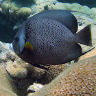 Gray Angelfish