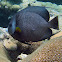 Gray Angelfish