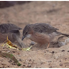 Common Babbler