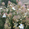 Apache plume.