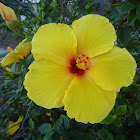 Hibiscus