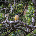 New Zealand Kingfisher