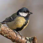 Great Tit