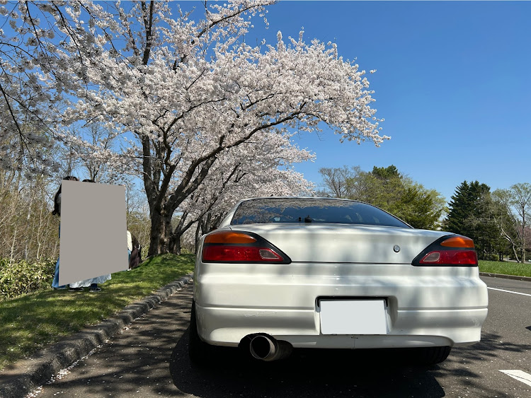 シルビアのGW・桜コラボ・戸田記念墓地公園に関するカスタム事例の投稿画像1枚目