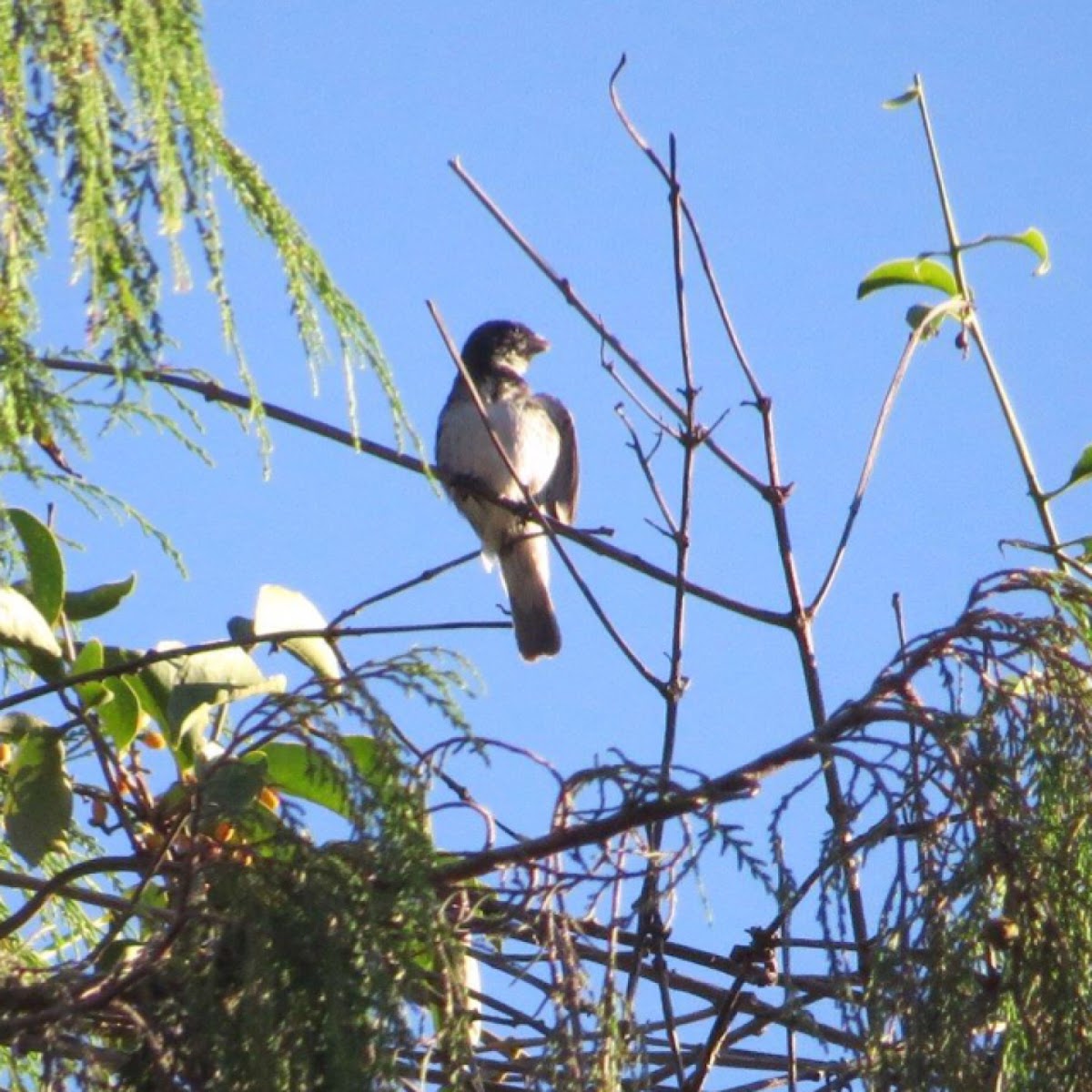 Double-collared seedeater