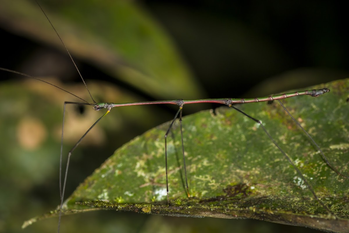 Undescribed Phasmid