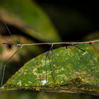 Undescribed Phasmid